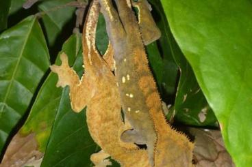 Geckos kaufen und verkaufen Foto: Correlophus ciliatus  - Neukaledonischer Kronengecko