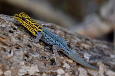 Echsen  kaufen und verkaufen Foto: 1.1 Lygodactylus picturatus