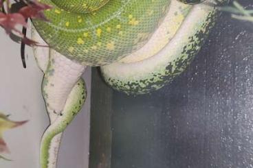 Pythons kaufen und verkaufen Foto: Jungtiere Morelia viridis (Blue Line / Calico / High Yellow)