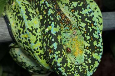 Pythons kaufen und verkaufen Foto: Morelia viridis Jungtiere ( Blue Line / Calico / High Yellow)