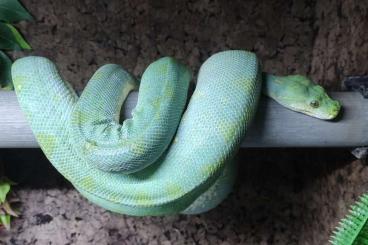 Pythons kaufen und verkaufen Foto: Morelia viridis letztes Jungtier 