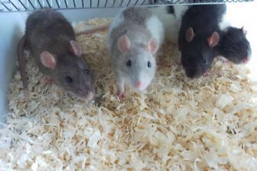 Feeder animals kaufen und verkaufen Photo: Große Ratten zu verkaufen 