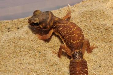 Geckos kaufen und verkaufen Photo: Verkaufe meine Nephrurus Levis Geckos kaufen und verkaufen Photo: Verkaufe meine Nephrurus Levis