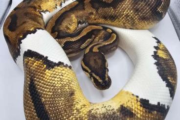 Ball Pythons kaufen und verkaufen Photo: Bestandsreduzierung Python Regius