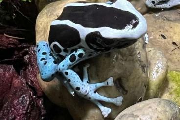 Pfeilgiftfrösche kaufen und verkaufen Foto: Verkaufe Dendrobates Tinctorius awarape 