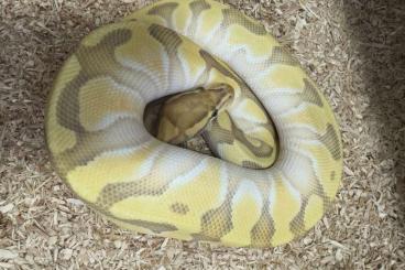 Ball Pythons kaufen und verkaufen Photo: Bestandsreduzierung / Veränderung, Python Regius 