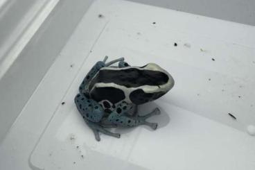 Poison dart frogs kaufen und verkaufen Photo: Dendrobates Tinctorius Awarape 