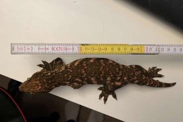 Geckos kaufen und verkaufen Foto: 1.0 Leachianus MK Friedel Line 