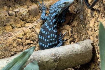 Monitor lizards kaufen und verkaufen Photo: Blaue Baumwarane / Varanus Macraei 0.0.3 