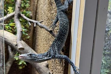 Monitor lizards kaufen und verkaufen Photo: Varanus macraei 0.0.1 11/23 DNZ Blauer Baumwaran