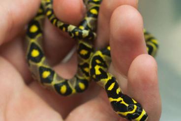 Snakes kaufen und verkaufen Photo: Euprepiophis Mandarinus Mandarinnatter