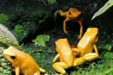 Poison dart frogs kaufen und verkaufen Photo: Phyllobates terribilis zuchtgruppe 
