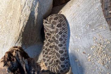 Schlangen kaufen und verkaufen Foto: 1.1 Heterodon nasicus, 2023 Schlangen kaufen und verkaufen Foto: 1.1 Heterodon nasicus, 2023