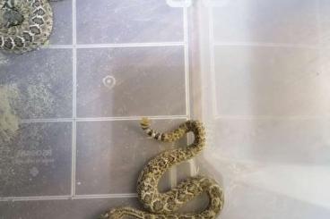 Venomous snakes kaufen und verkaufen Photo: Crotalus atrox Westliche Diamant Klapperschlangen 