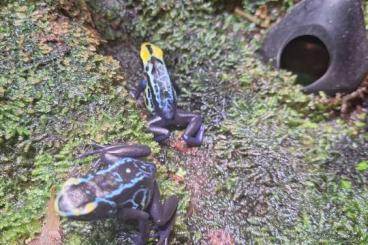 Poison dart frogs kaufen und verkaufen Photo: Pfeilgiftfrösche Dendrobaten, Oophaga pumilio