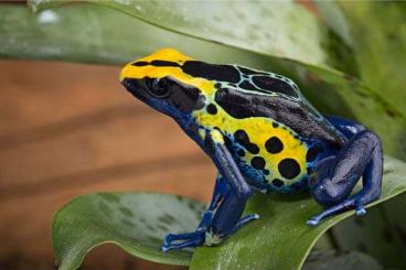Poison dart frogs kaufen und verkaufen Photo: Dendrobates tinctorius Robertus
