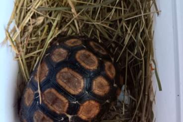 Landschildkröten kaufen und verkaufen Foto: Kinixys Belliana Belliana/Glattrandgelenkschildkröte