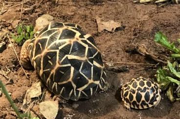 Tortoises kaufen und verkaufen Photo: Sternschildkröten - Geochelone elegans