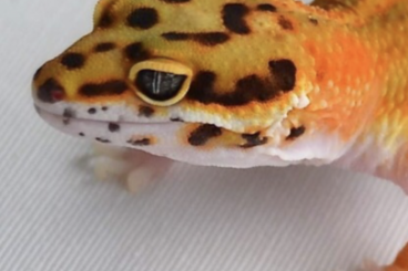 Geckos kaufen und verkaufen Foto: Männlicher Leopardgecko in Green Tangerine (Emerald) abzugeben. 
