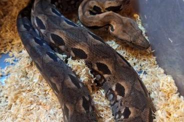 Boas kaufen und verkaufen Foto: Acrantophis madagascariensis 1.1 