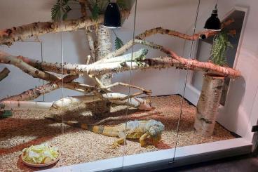 Lizards kaufen und verkaufen Photo: 2 Iguana Iguana, grüner und oranger Laguan Lizards kaufen und verkaufen Photo: 2 Iguana Iguana, grüner und oranger Laguan
