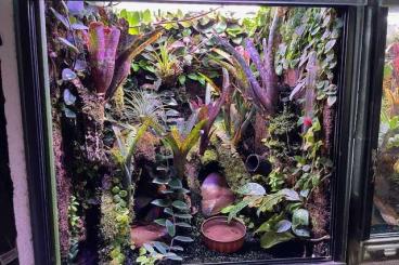 Pfeilgiftfrösche kaufen und verkaufen Photo: Verkauf wegen Hobbyauflösung meine 5 Terrarien Pfeilgiftfrösche kaufen und verkaufen Photo: Verkauf wegen Hobbyauflösung meine 5 Terrarien