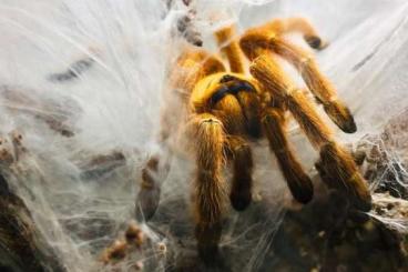- bird spiders kaufen und verkaufen Photo: Diverse Vogelspinnen- B.auratum, T.blondi, T.apophysis, M.balfouri etc