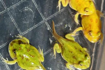 frogs kaufen und verkaufen Photo: Ceratophrys cranwelli young XXL gene and adult rare monster breeds