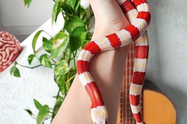 Schlangen kaufen und verkaufen Foto: Lampropeltis nelsoni albino 0.1
