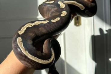 Ball Pythons kaufen und verkaufen Photo: Mojave GHI 1.0 Python regius