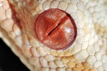 Boas kaufen und verkaufen Photo: Boa constrictor imperator albino 0.1