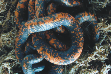 Pythons kaufen und verkaufen Foto: Calabaria reinhardtii Erdpythons NZ 