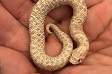 Nattern ungiftige  kaufen und verkaufen Foto: Heterodon nasicus NZ 24 conda , albino , snow