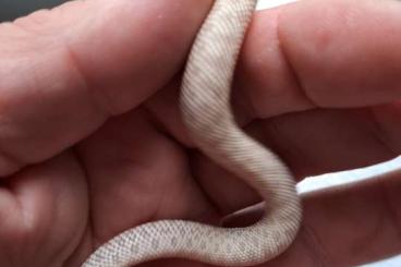 Snakes kaufen und verkaufen Photo: Heterodon nasicus NZ 24 fressend