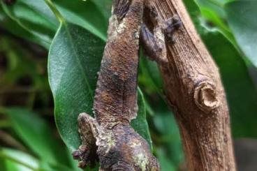 Lizards kaufen und verkaufen Photo: Uroplatus aff. sikorae, Uroplatus henkeli