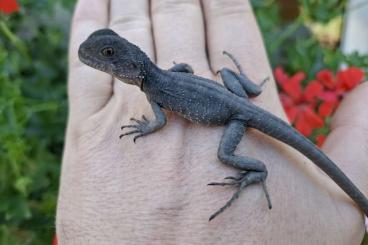 Lizards kaufen und verkaufen Photo: Intellagama, Physignathus CB 2024