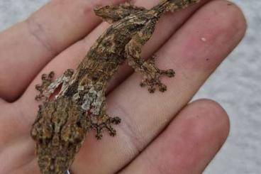 Lizards kaufen und verkaufen Photo: Uroplatus henkeli, Phyllurus platurus