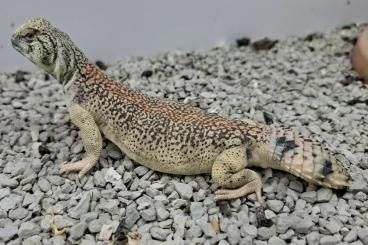 Lizards kaufen und verkaufen Photo: 2.0 Uromastyx thomasi for Hamm