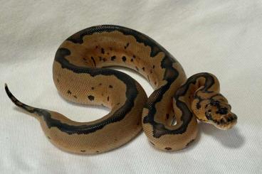Snakes kaufen und verkaufen Photo: BALL PYTHON SPECIAL OFFER