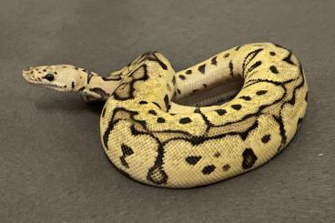 Schlangen kaufen und verkaufen Foto: BALL PYTHON SPECIAL OFFER