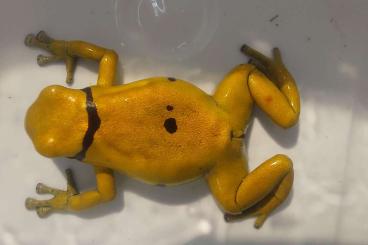 Pfeilgiftfrösche kaufen und verkaufen Foto: Dendrobates leucomelas bolivar gold