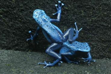 Pfeilgiftfrösche kaufen und verkaufen Foto: Dendrobates tinctorius azureus