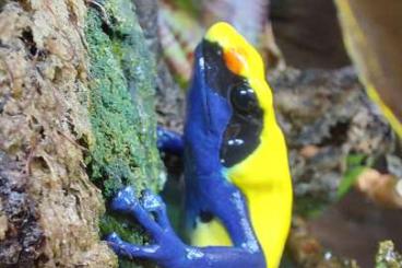 Pfeilgiftfrösche kaufen und verkaufen Foto: Dendrobates tinctorius citronella