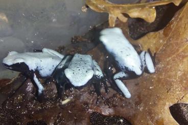 Poison dart frogs kaufen und verkaufen Photo: Adelphobates galactonotus blau