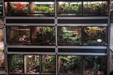 Enclosures kaufen und verkaufen Photo: Terrarienanlage mit Fröschen, 210 cm lang, 13 Terrarien