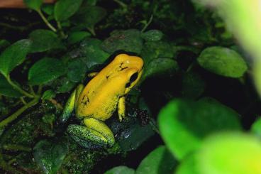 Pfeilgiftfrösche kaufen und verkaufen Foto: Phyllobates bicolor, smaragdgrüne Variante