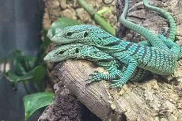 Warane kaufen und verkaufen Foto: Gebe ab 0.0.4 varanus prasinus 02/25