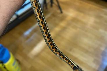 Snakes kaufen und verkaufen Photo: Thamnophis, Boiga for Hamm