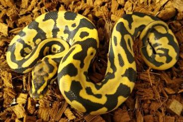 Ball Pythons kaufen und verkaufen Photo: 1.0 Leopard desert ghost 66% het clown cb2022
