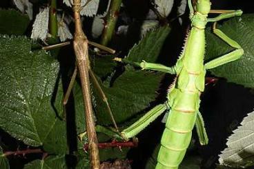 Insects kaufen und verkaufen Photo: Wandelnde Bohne Diapherodes gigantea Terrarium Insekten Phasmide 